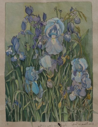 Blau Iris